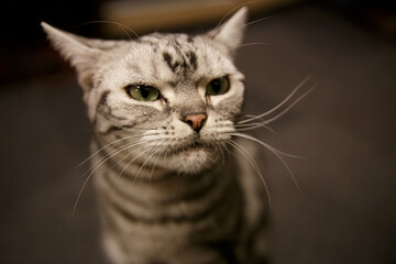 とてつもなく不機嫌そうに顔をしかめる猫の顔（アメリカンショートヘア）