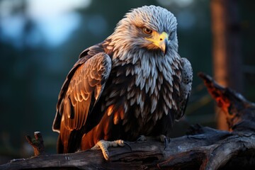 Eagle in silhouette simple elegance in the dramatic sky at dummy, generative IA