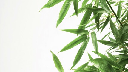 Fototapeta premium bamboo leaf background