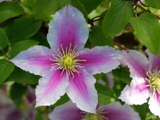 Clematis blossom in full splendor: A profusion of delicate petals unfolds in vibrant colors, symbolizing elegance and garden diversity