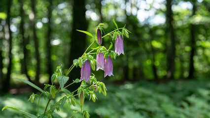 ホタルブクロ／山野草