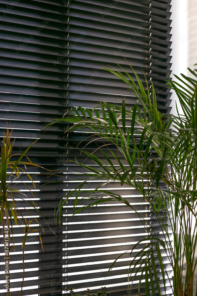 Poster black wooden venetian blinds automatic with horizontal slats, casting light and shadow patterns. woo