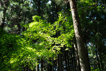 陽の光が透ける森のモミジ
