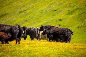 A herd of yaks graze in the mountains. Himalayan big yak in a beautiful landscape. Hairy cow cattle wild animal in nature in Tibet. Sunny summer day in the wild. Farm animal in Nepal and Tibet.