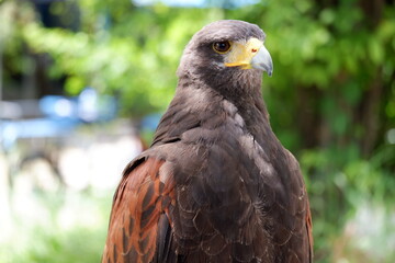 The hawk is a bird of prey.