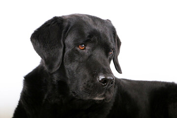 head portrait from a black labrador retriever in front of a hite background