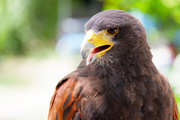 The hawk is a bird of prey.