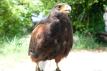A hawk stands on a branch.