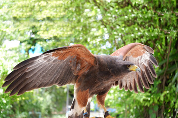 The hawk is a bird of prey.