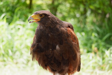 A hawk stands on a branch.