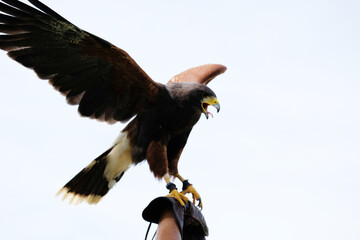 A falcon spreads its wings in the sky.