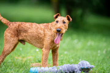 Beautiful purebred red irish terrier dog posing outdoor, blurred and calm green background, summer colors. Close up pet portrait in action high quality.