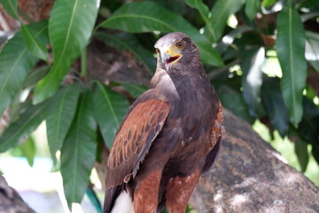 Fototapeta premium The hawk is a bird of prey that sits on a tree.