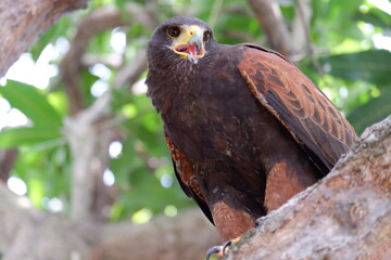 The hawk is a bird of prey that sits on a tree.