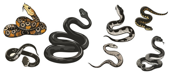 Obraz premium Image of a snake. Close-up of aquatic and land reptiles. Wildlife concept.