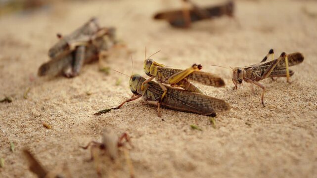 Close up on Grasshoppers (Locust, Patanga) interbreeding on sand.