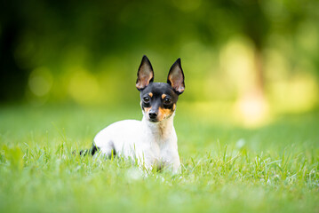 Beautiful small purebred American toy fox terrier posing outdoor and have fun, little white dog with black and tan head, green blurred background
