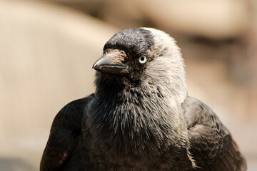 Rabenvogel - Dohle