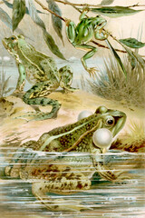 Fototapeta premium Croaking frogs in a pond