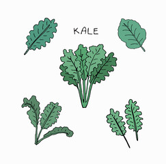Green kale set, hand drawn style vector illustration
