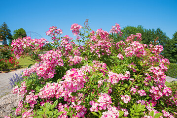 Fototapeta premium bush with small-flowered shrub roses in full bloom