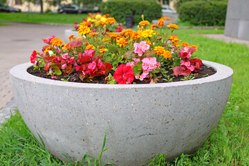 A semicircular concrete flowerpot with beautiful, bright urban flowers.