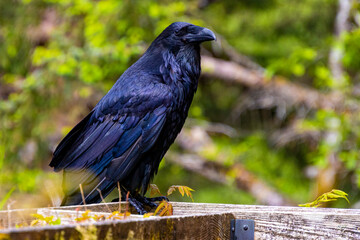 Majestic Raven in Alaskan wilderness 