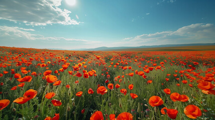 Vibrant field of poppies in full bloom, stretching out under a bright blue sky