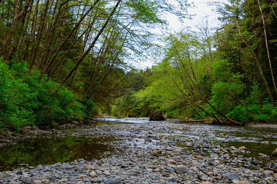 Lush tropical forest river in Sitka Alaska National Park 