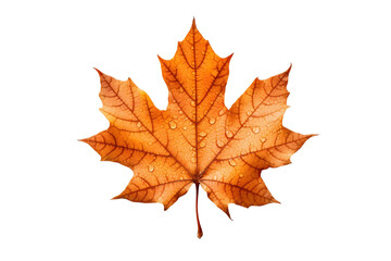Autumn maple leaf isolated on white background surrounded by red, yellow, and orange foliage