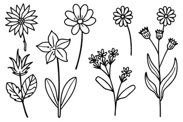 Wildflowers line art Artwork captures delicate meadow flowers