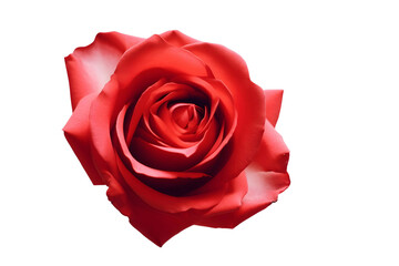 Naklejka premium Red rose isolated on white background, a single beautiful bloom of romance and love, perfect for Valentine's Day and expressing affection with its vibrant petals and green stem