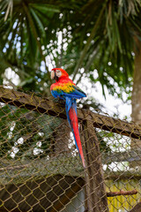 Macaw of the Peruvian jungle, Iquitos Peru