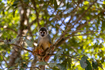 Small monkey from the Peruvian jungle, Iquitos Peru