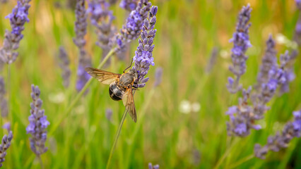 Abeille en gros plan dans un champs de lavandes à Valensole, Sud de la France.