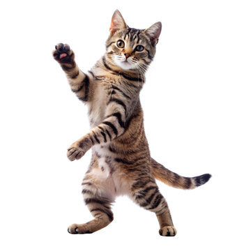 cute cat dancing isolated on transparent background