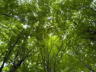 Obraz premium Nature's Cathedral: Gazing Up Through a Leafy Canopy