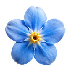 Obraz premium forgot me not petal isolated on transparent background