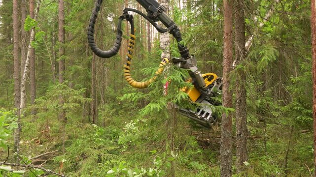 Harvesting trees in the forest using a logging machine. Deforestation