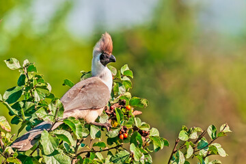Bare-faced Go-away-Bird