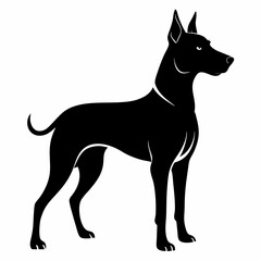 black dog isolated on white