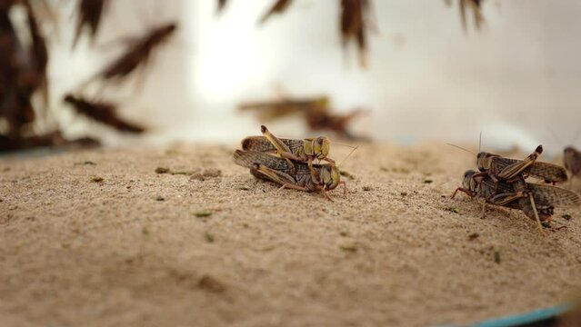 Close up on Grasshoppers (Locust, Patanga) interbreeding on sand.