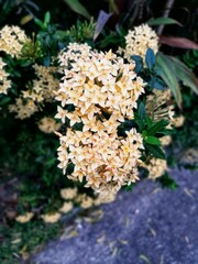 Beautiful white ashoka tree flower blooming 