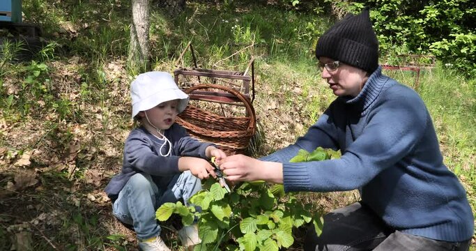 Сhild and mother collect grass basket clearing. Trim green leaves for future collage. Wearing hats will protect from bright spring sun. boy diligently trims leaves trying not to damage other sprouts