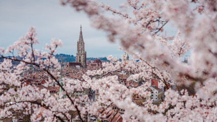 Bern im Frühling, Berner Münster mit Kirschblüten