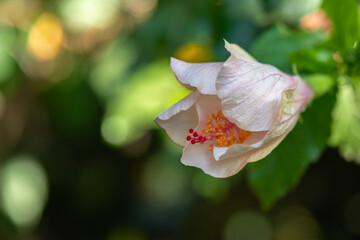 A pale pink Hibiscus bud opening in the early morning light.
