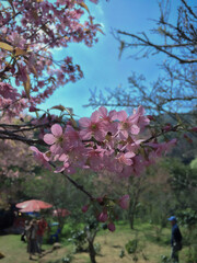 Wild Himalayan Cherry, Sakura in thailand