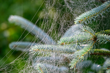 Fototapeta premium Spider webs in young spruce branches.