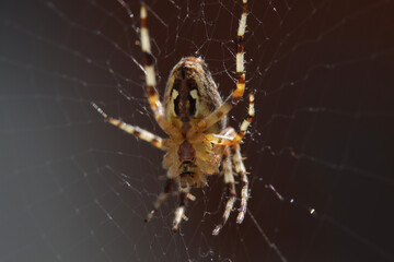 spider on the web, close up of a spider, a spider in the sunlight, eight legs in the spider web