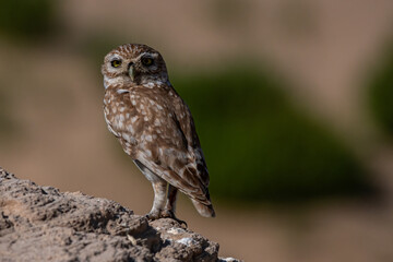 horned owl